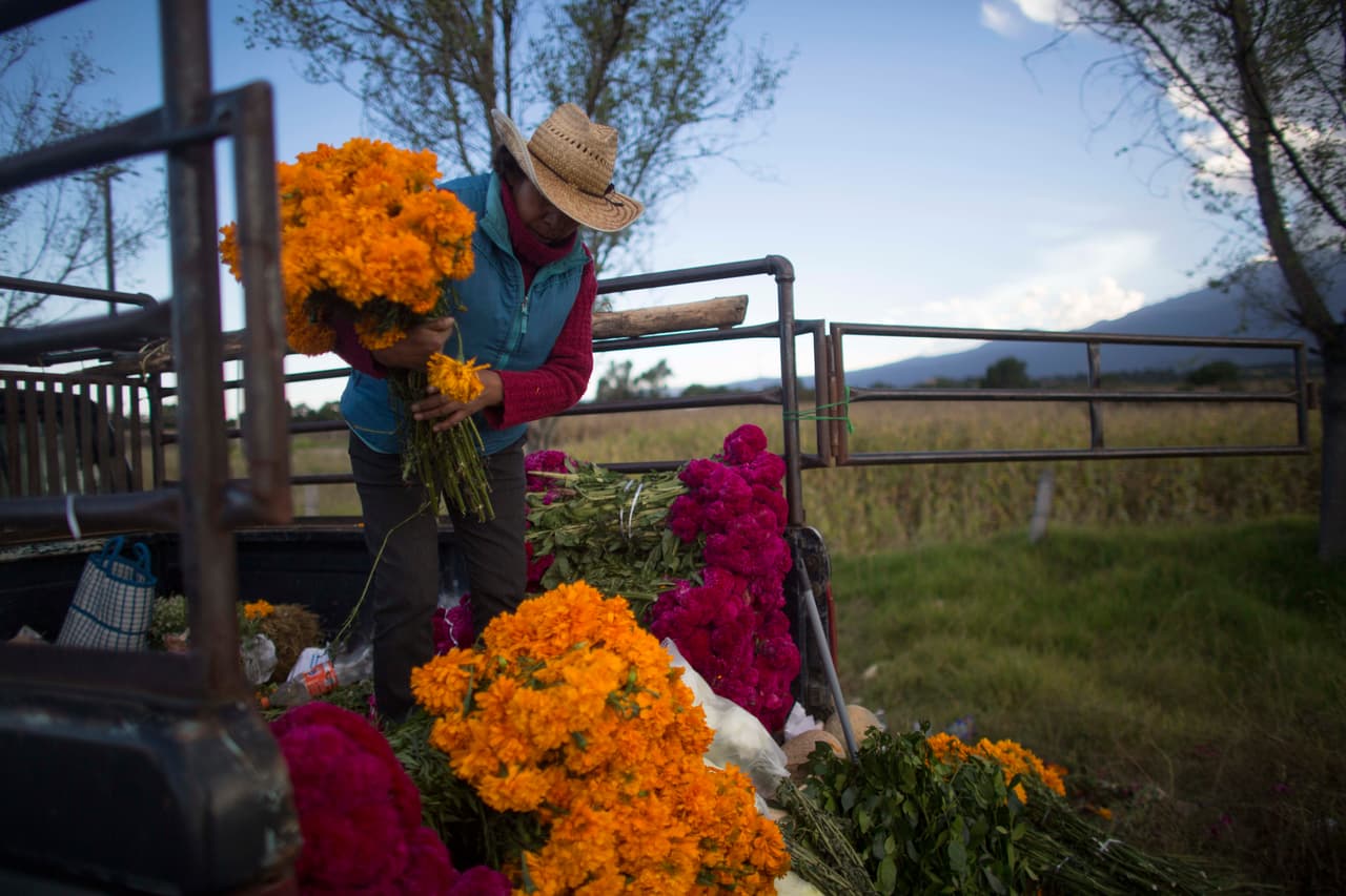 Relacionado a malestares del sistema digestivo, un buen tratamiento de cempasúchil puede ayudar con dolores de estómago, cólicos, gases, diarrea, indigestión, vómito y para afecciones hepáticas, bilis o hasta lavados intestinales.