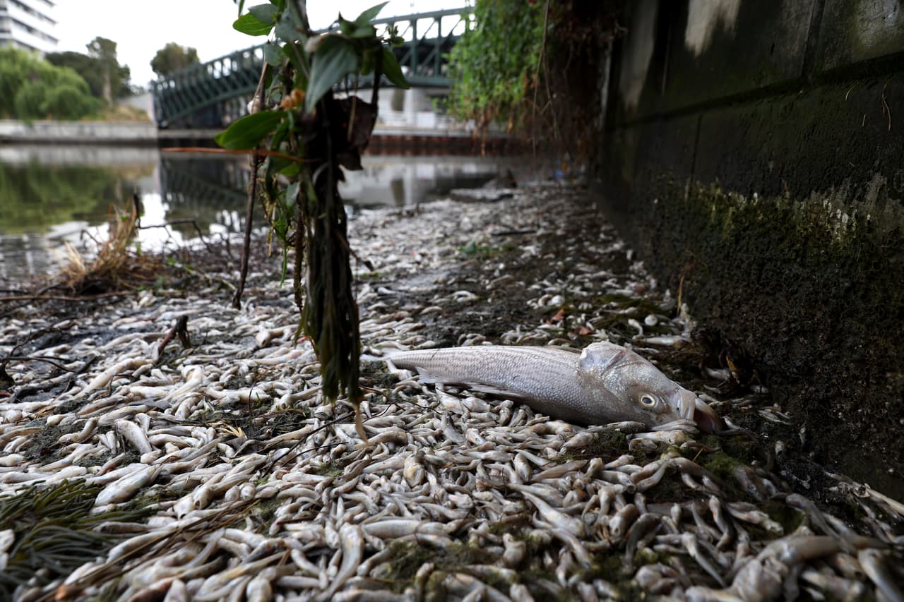 Peces y otros animales marinos aparecen muertos en varios puntos del Área de la Bahía