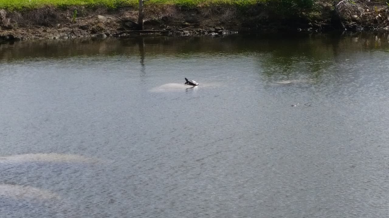 Tortuga toma baño de sol sobre un manatí en Little River, Miami