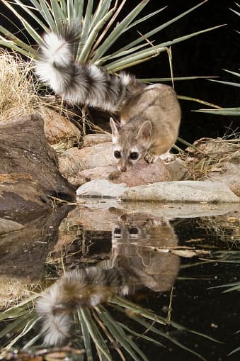 El Ringtail es un carnívoro del tamaño de un gato que se asemeja a un pequeño zorro con una cola larga parecida a un mapache.