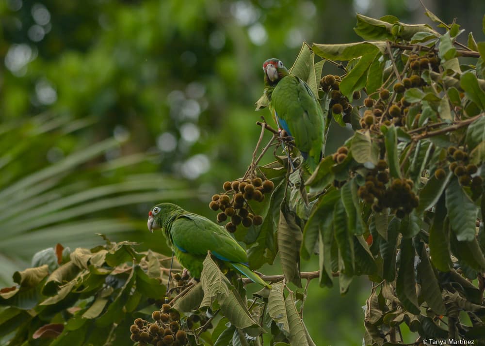 En el 1973 solo hubo 13 individuos de la especie.