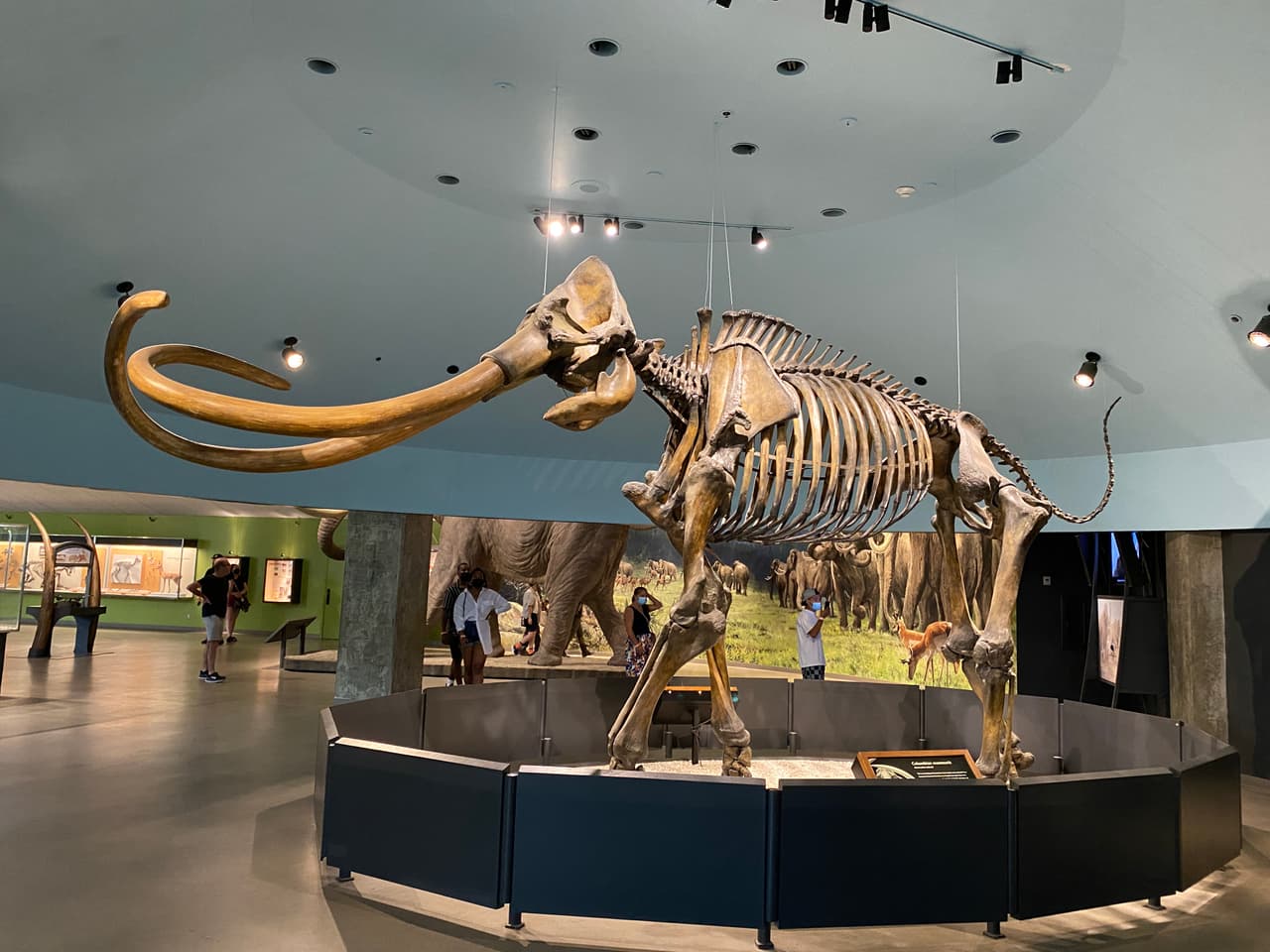 Te presentamos a "Zed", el mamut colombino más completo jamás descubierto en Tar Pits. Cada pieza fue encontrada en el territorio de lo que un día fue la hacienda La Brea.