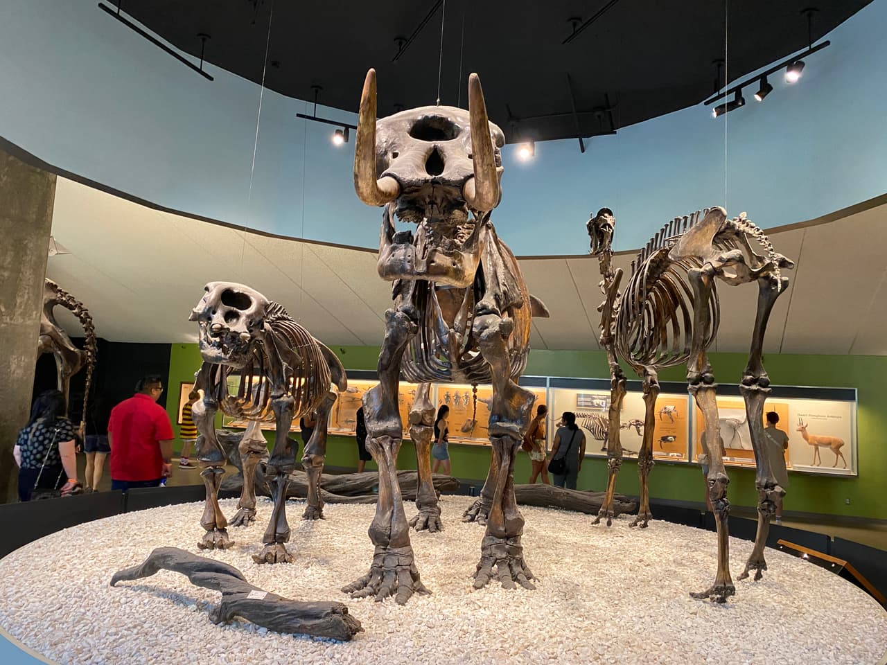 Visitar el museo es un viaje en el tiempo a la era del hielo en Los Ángeles.