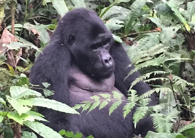 El Gordo viajó a este lugar para poder ver a estos enormes gorilas.