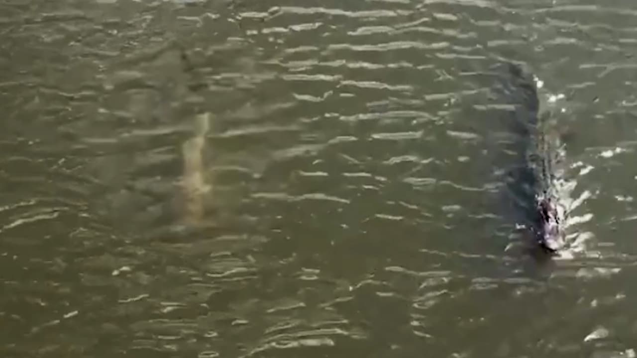 Tenga cuidado: un tiburón y un cocodrilo se pasean juntos en esta playa de Florida