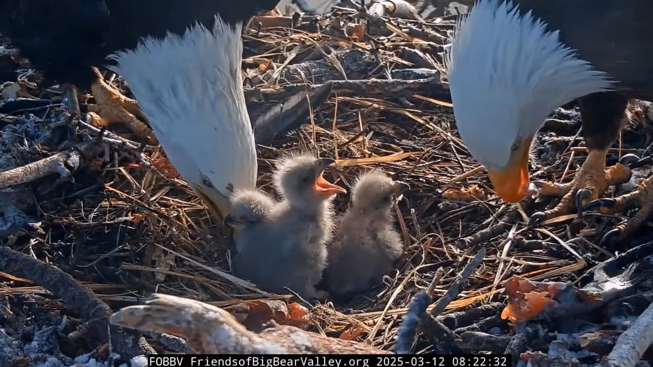 En 2024, 
<b><a href="https://www.univision.com/local/los-angeles-kmex/jackie-y-shadow-tercer-aguilucho-deja-atras-cascaron-big-bear-fotos">Jackie y Shadow</a></b> también esperaban tres huevos, pero ninguno eclosionó y, en 2023, los cuervos se los comieron. La pareja tuvo un polluelo en 2019 y otro en 2022, 
<b>al que llamaron Spirit</b>.