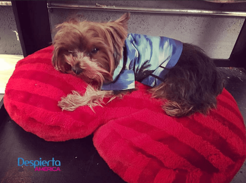 Tobi tiene mucho sueño, eso de adivinar los resultados de los partidos de la Copa América Centenario lo deja muy agotado.