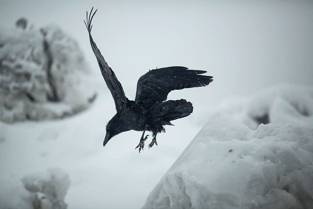 Un cuervo vuela sobre la nieve que se acumuló en Mammoth Lakes, California, lo que genera una imagen cargada de contraste visual.