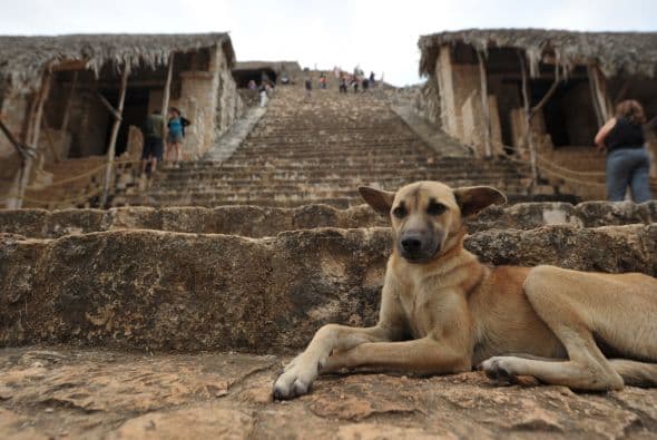 Realizando el cálculo de la producción de heces fecales diarias, se hablaría que anualmente se tienen 182 toneladas tan sólo en la Ciudad de México.