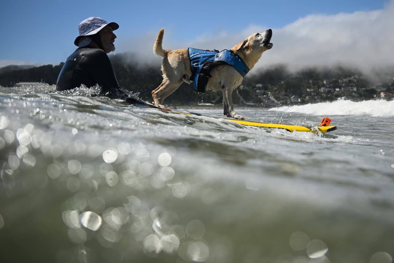 Charlie Surfs Up ladra mientras es empujado por las olas por Jeff Nieboer en la segunda ronda de la categoría de perros muy grandes durante el Campeonato Mundial de Surf para Perros, el 3 de agosto de 2024, en Pacifica, California.