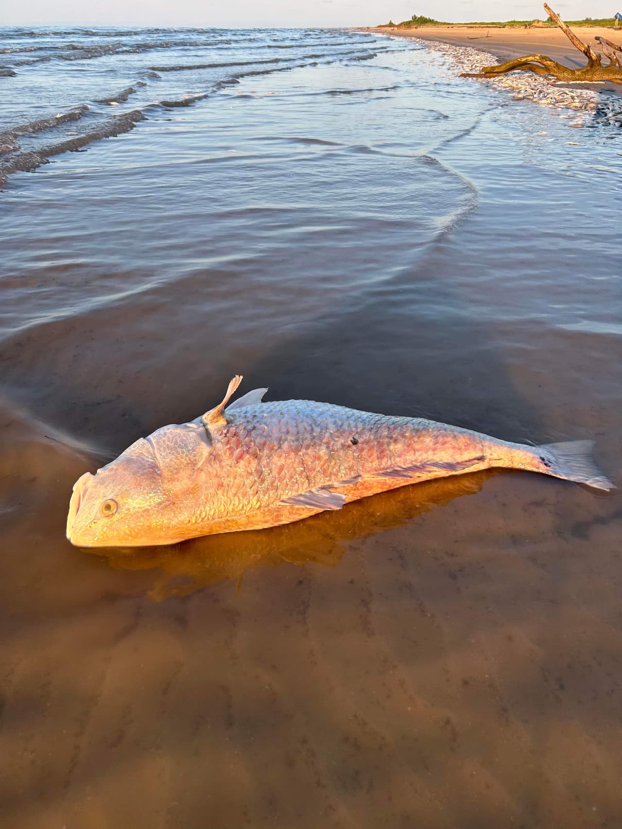 El Parque del Condado de Quintana Beach
<b> ha confirmado el hallazgo de miles de peces muertos</b>