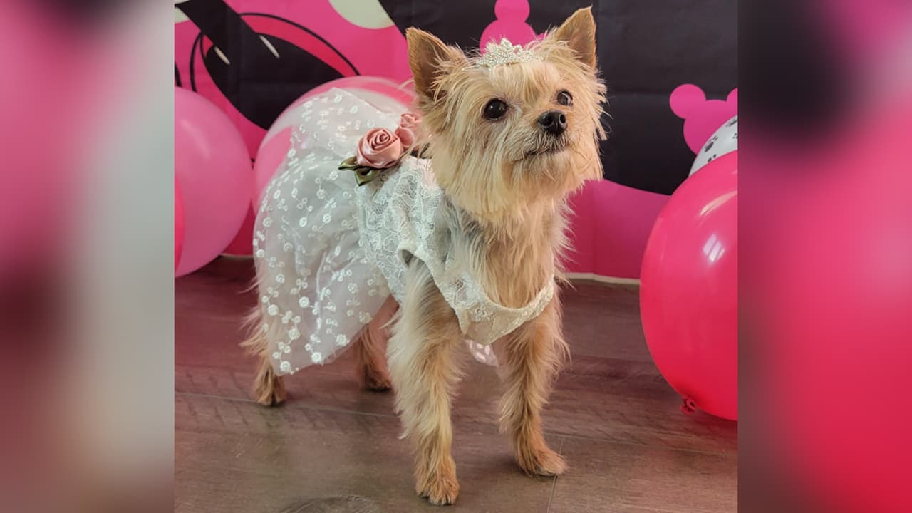 <b>Carina</b>: Zoey celebrando sus 11 añitos.