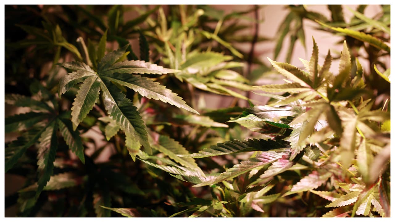 Qué implica que EEUU reclasifique la marihuana como una "droga menos peligrosa"