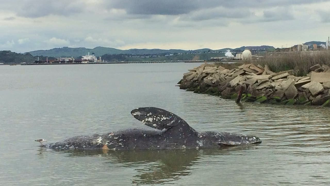 Investigan la misteriosa aparición de una ballena muerta en el Área de la Bahía