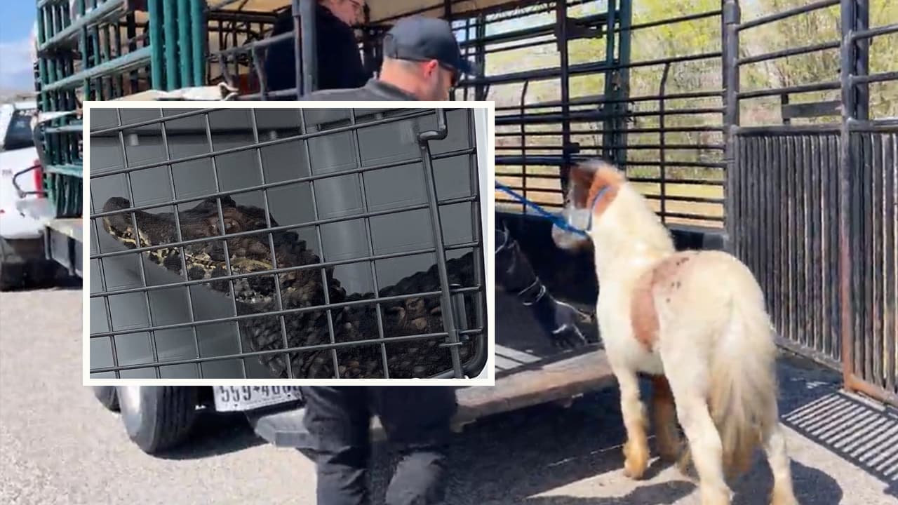 La Sociedad Protectora de Animales (SPCA, por sus siglas en inglés) rescató a decenas de animales que se encontraban viviendo en condiciones deplorables.