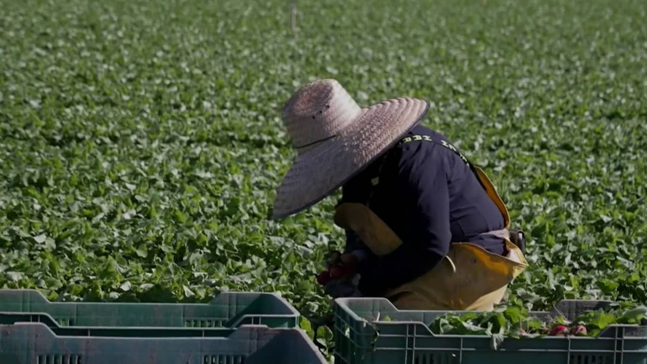 Trabajadores agrícolas de California temen perder sus ingresos por las lluvias de El Niño