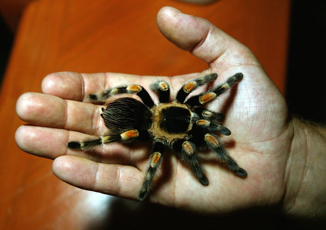 En 2016 se informó que científicos descubrieron
<b><a href="https://www.univision.com/noticias/biodiversidad/descubren-14-nuevas-especies-de-tarantulas-en-eeuu-comunes-en-patios-de-casas" target="_blank">14 nuevas especies de tarántulas en EEUU </a></b>y muchas de ellas estaban en patios traseros de California, Texas y Arizona. De acuerdo a un reporte publicado ese año por Univision, las tarántulas son arañas visibles durante los meses de verano, cuando los machos adultos abandonan sus madrigueras en busca de pareja.