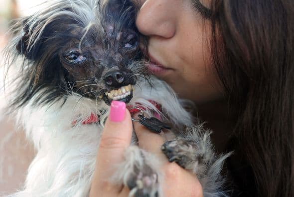 Tiene el pelo alborotado blanco y marrón, ojos saltones y dientes protuberantes que parecen contradecir su personalidad, dulce y enérgica.