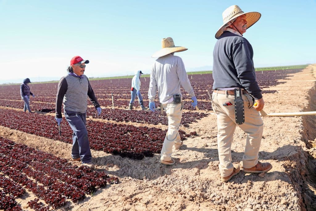 Además, ofrecen asistencia con el Programa Federal H2A de certificación laboral para extranjeros, que permite a los empleadores agrícolas emplear trabajadores en forma temporaria cuando no hay suficiente disponibilidad de trabajadores estadounidenses calificados.