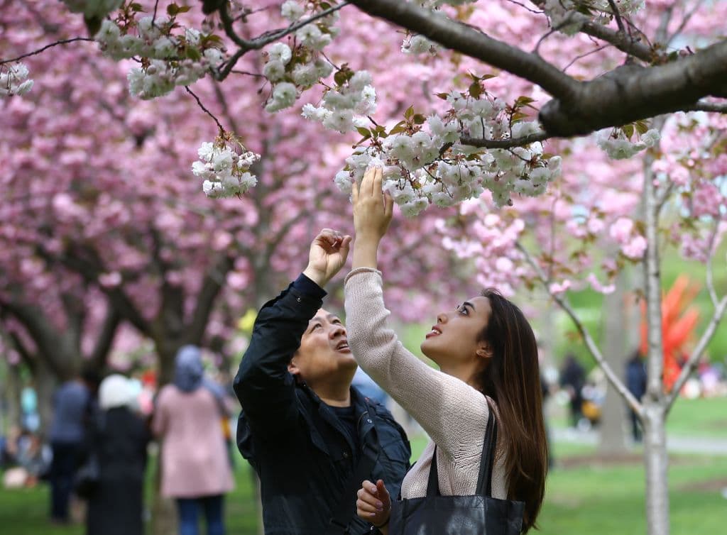 En jardín tiene 
<b>una esplanada llamada Cherry Esplanade. </b>Se trata de un amplio césped verde bordeado por alamedas de cerezos en flor y robles rojos, donde los árboles 'Kanzan', de doble floración, atraen a multitudes.