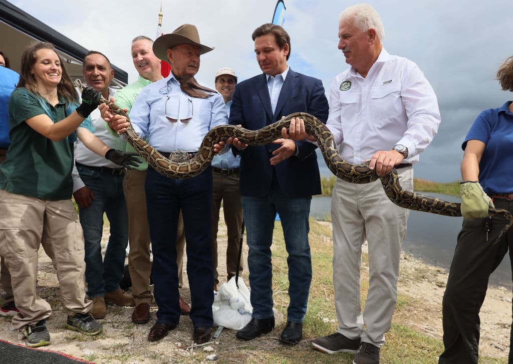 El gobernador de Florida, Ron DeSantis (2º dcha.), ayuda a sostener una pitón en el inicio del Desafío Pitón 2021 en los Everglades el 3 de junio de 2021 en Miami, Florida.