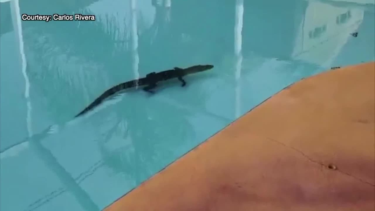 Cocodrilo invade una casa en Florida y la familia lo encuentra nadando en la piscina