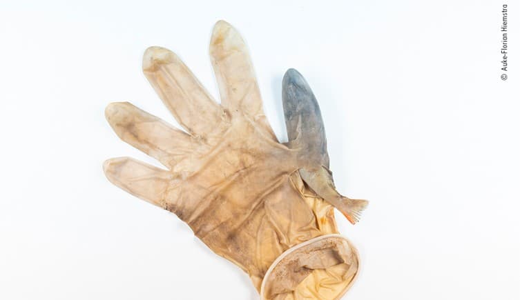 Esta perca joven fue encontrada atrapada en el pulgar de un guante quirúrgico desechado por científicos ciudadanos durante la limpieza de un canal en Leiden, Países Bajos. Las espinas en su espalda impidieron que el pez escapara, el pulgar desgarrado era un signo probable de su lucha final.