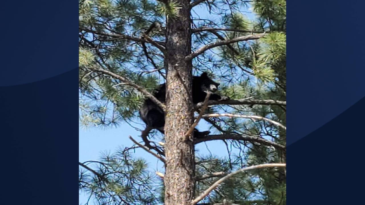 Según reportes, el oso quedó atrapado en la cima de un árbol afuera del nuevo edificio del
<a href="https://www.univision.com/local/arizona-ktvw/departamento-de-transporte-arizona-adot-hace-llamado-aquellos-que-conducen-vehiculos-todoterreno-atv-en-autopistas">Departamento de Transporte de Arizona (ADOT</a>, por sus siglas en inglés) en Flagstaff.
<br>