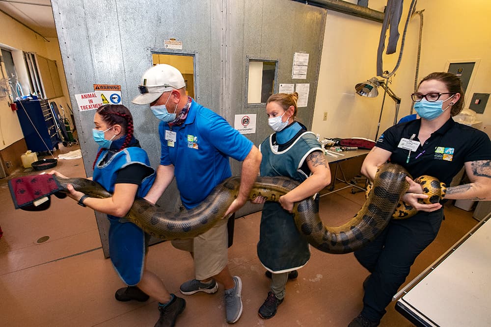 Así realizan un examen médico a una enorme serpiente anaconda en Miami