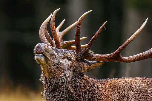 Roban estatua de un ciervo gigante en San Antonio 