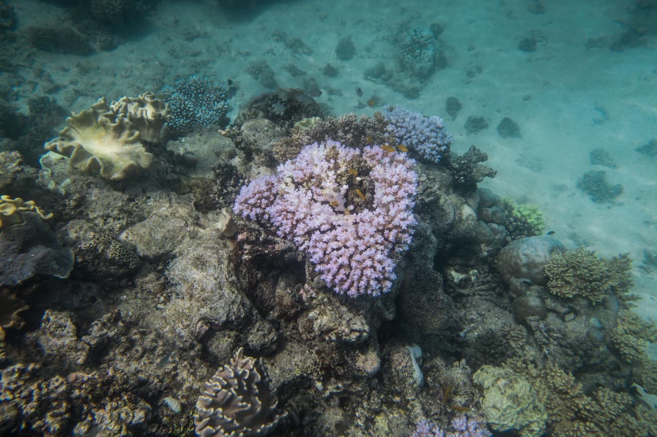 El color de los arrecifes proviene de las algas (zooxantelas) que albergan. Cuando estas se sienten estresadas por factores como la contaminación o el cambio de la temperatura del agua, los corales expulsan a las algas que los rodean, provocando el blanqueamiento del coral. Se ven blancos porque se observa el esqueleto de piedra caliza blanca expuesto.