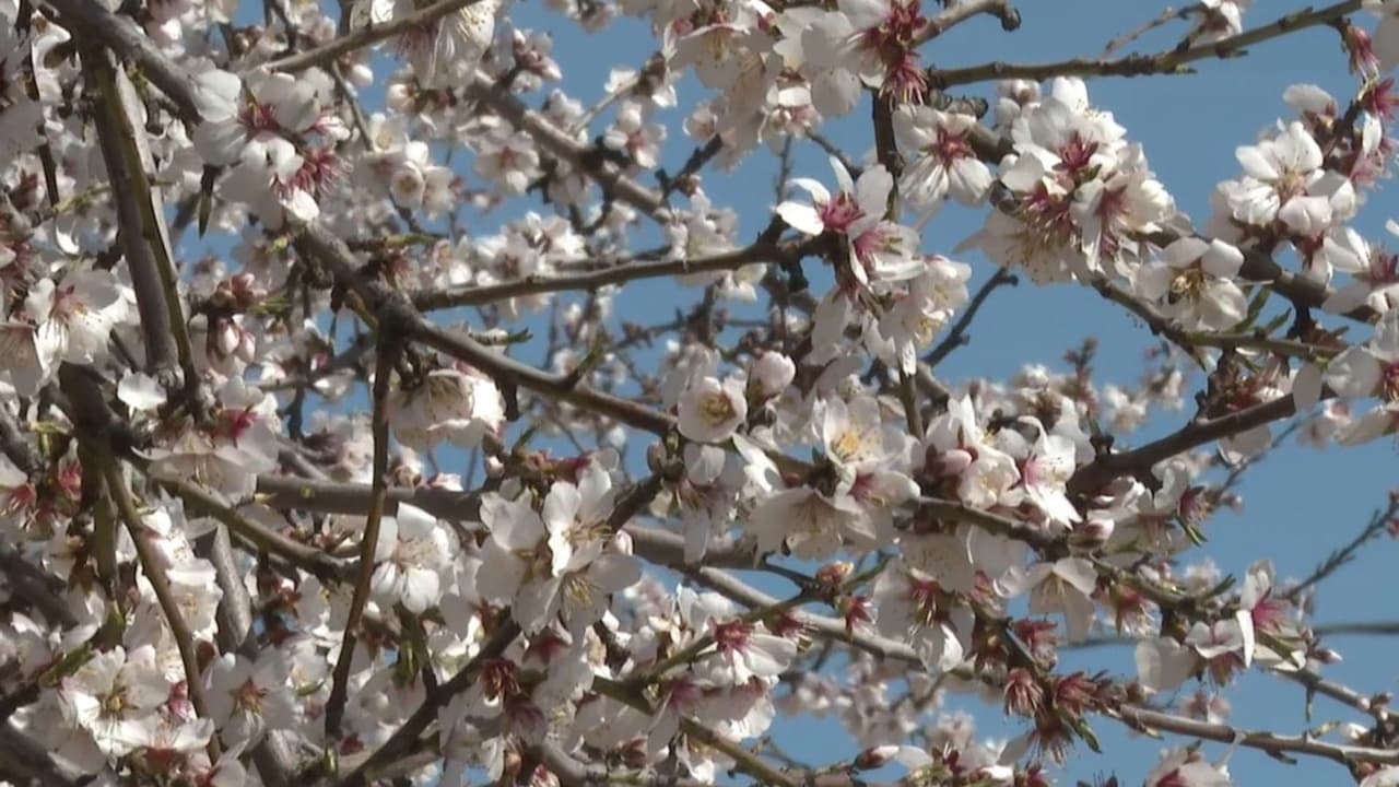 Podrás ver más de 200 variedades de árboles a lo largo del camino.