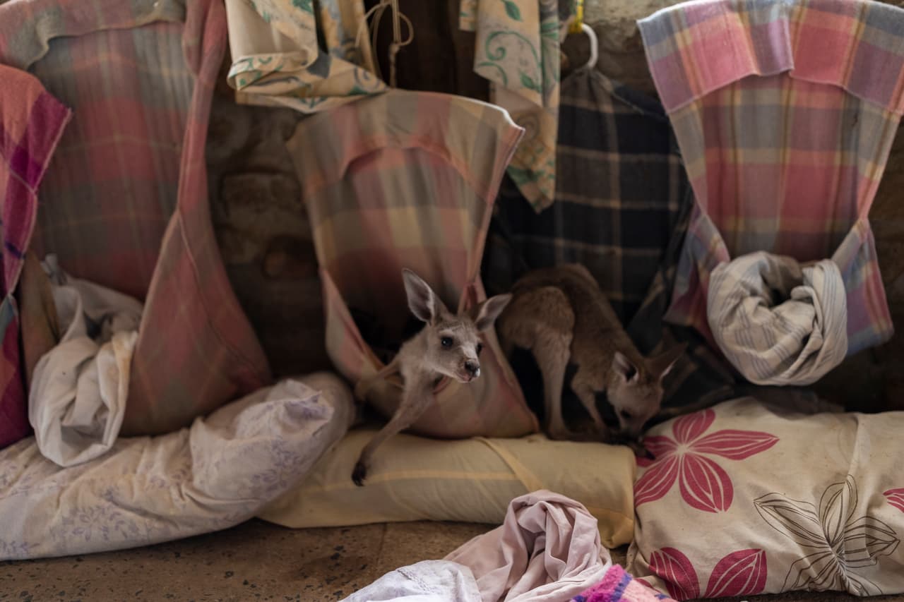 En Wytaliba perdieron la vida dos personas cuando el fuego arrasó el pueblo a principios de noviembre y la mayoría de sus habitantes está en tiendas de campaña o refugios temporales. La pareja, que tiene cinco décadas atendiendo la fauna local, pudo salvar su residencia y allí están refugiando a los canguros.