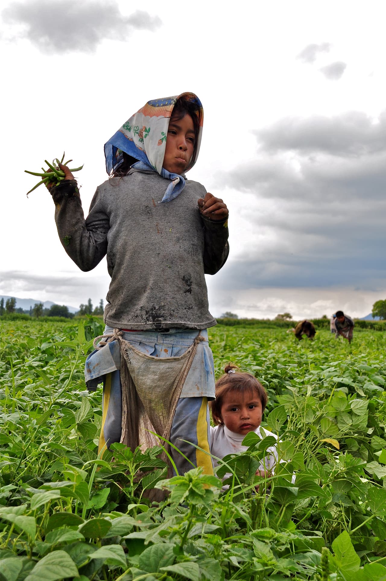Niñas como esta trabajan en el campo con sus hermanos porque sus familias dependen de esa entrada de dinero.