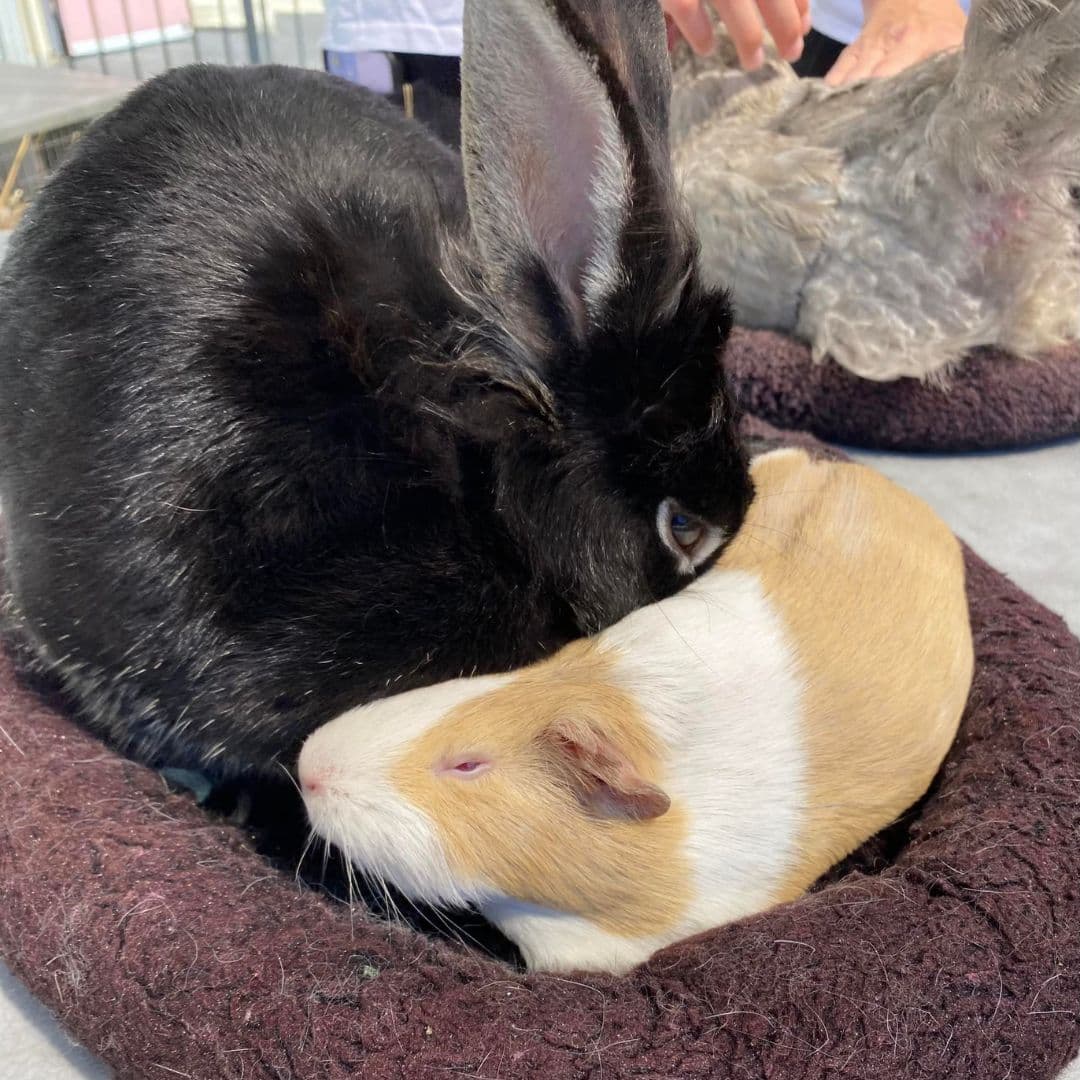 Hay cobayas, conejos, gallinas, palomas, pinzones y patos, así como animales más grandes como cabras, ovejas, caballos miniatura y alpacas. 
<br>