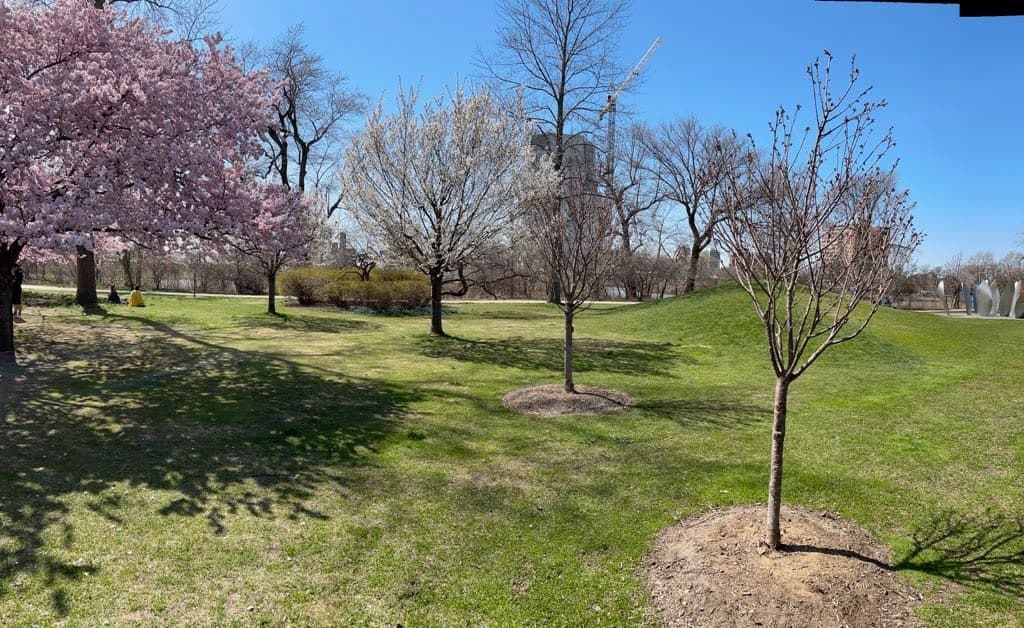 Las variedades ‘Snow Goose’, ‘Yoshino’ y ‘Accolade’ pintan el paisaje con tonos blancos y rosados, convirtiendo a Jackson Park en el lugar ideal para una sesión de fotos.
<br>