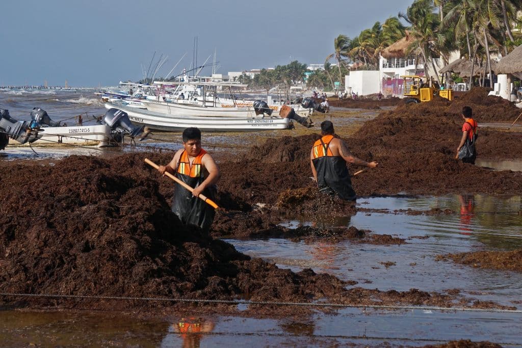 Personas retiran sargazo en Playa del Carmen, estado de Quintana Roo, México, el 6 de abril de 2022. - La llegada masiva de sargazo a la Riviera Maya comenzó a afectar a los prestadores de servicios turísticos, una semana antes del inicio del periodo vacacional de Semana Santa.