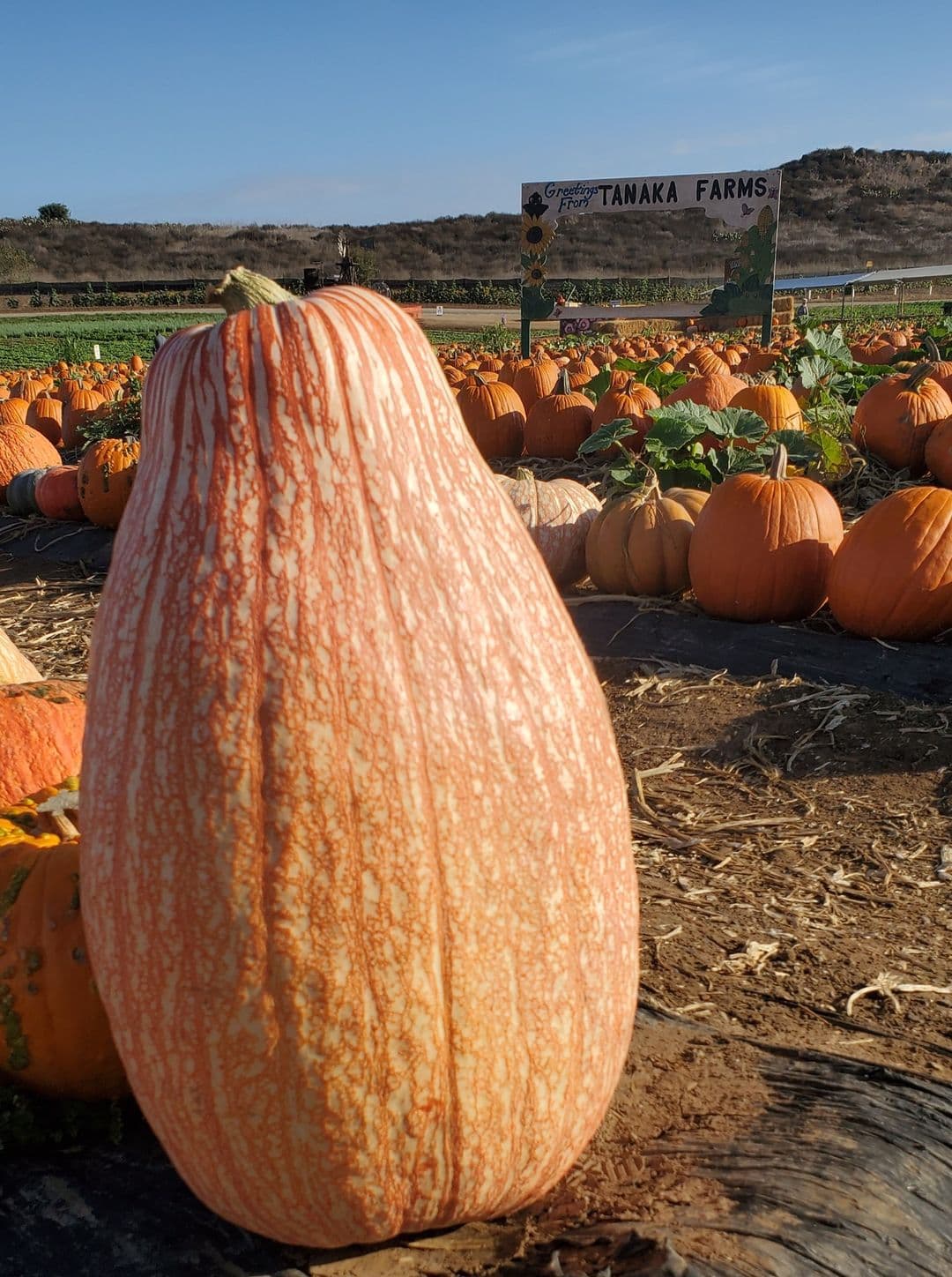 <b><a href="https://www.tanakafarms.com/" target="_blank">Tanaka Farms:</a> </b> 
<br>Abierto desde mediados de septiembre y hasta el 31 de octubre. En Takana Farm tú recoges tu calabaza entre miles. Además, podrás disfrutar del contacto de los animales en su mini zoológico. Otras actividades en la granja tienen costo adicional. Sus administradores recomiendan reservar tu entrada antes de visitarlos.
<br>Dirección: 5380 University Drive, Irvine.