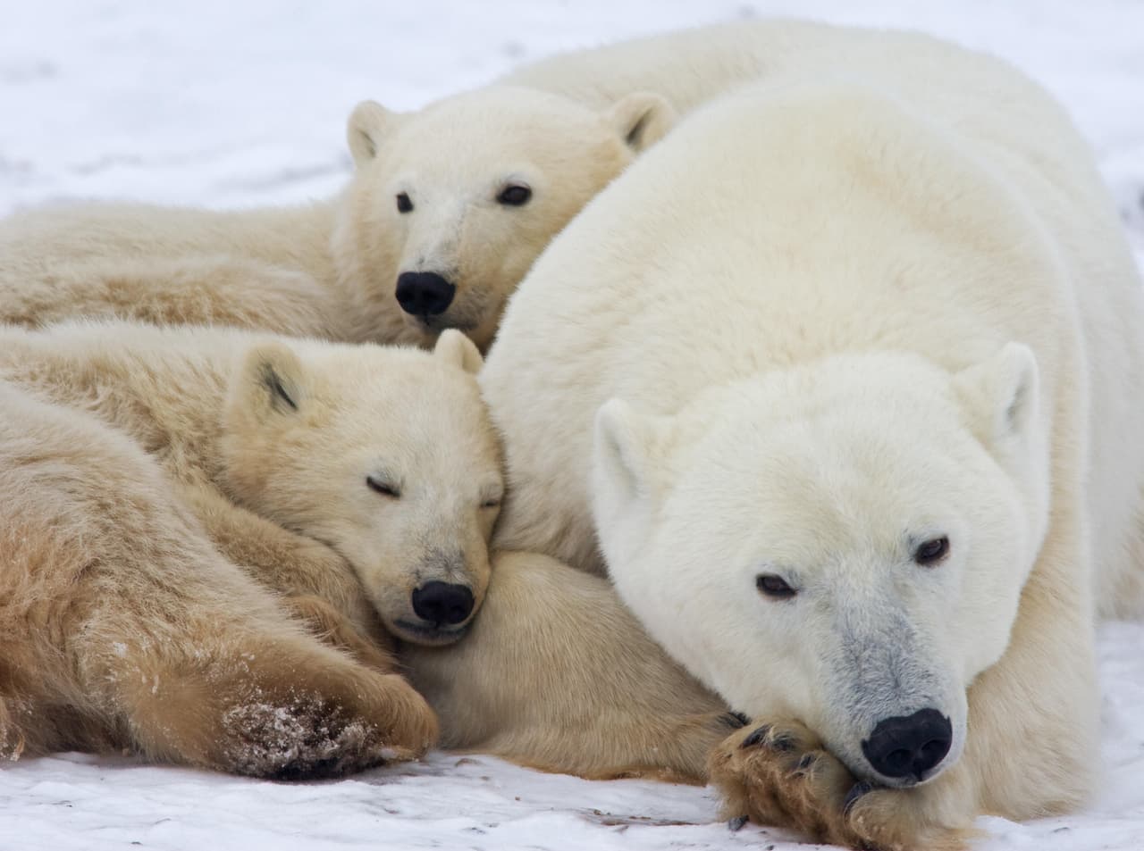 Y nuestras acciones diarias pueden contribuir o reducir este efecto.