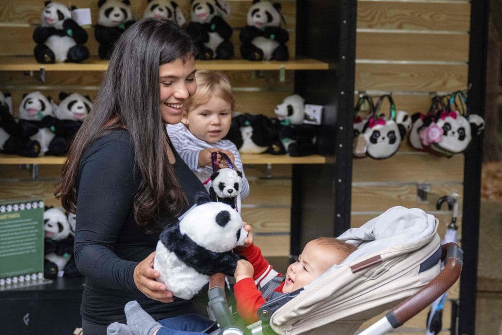 A lo largo de los años, los pandas han sido una atracción icónica y amada por visitantes de todas las edades en el Zoológico Nacional.