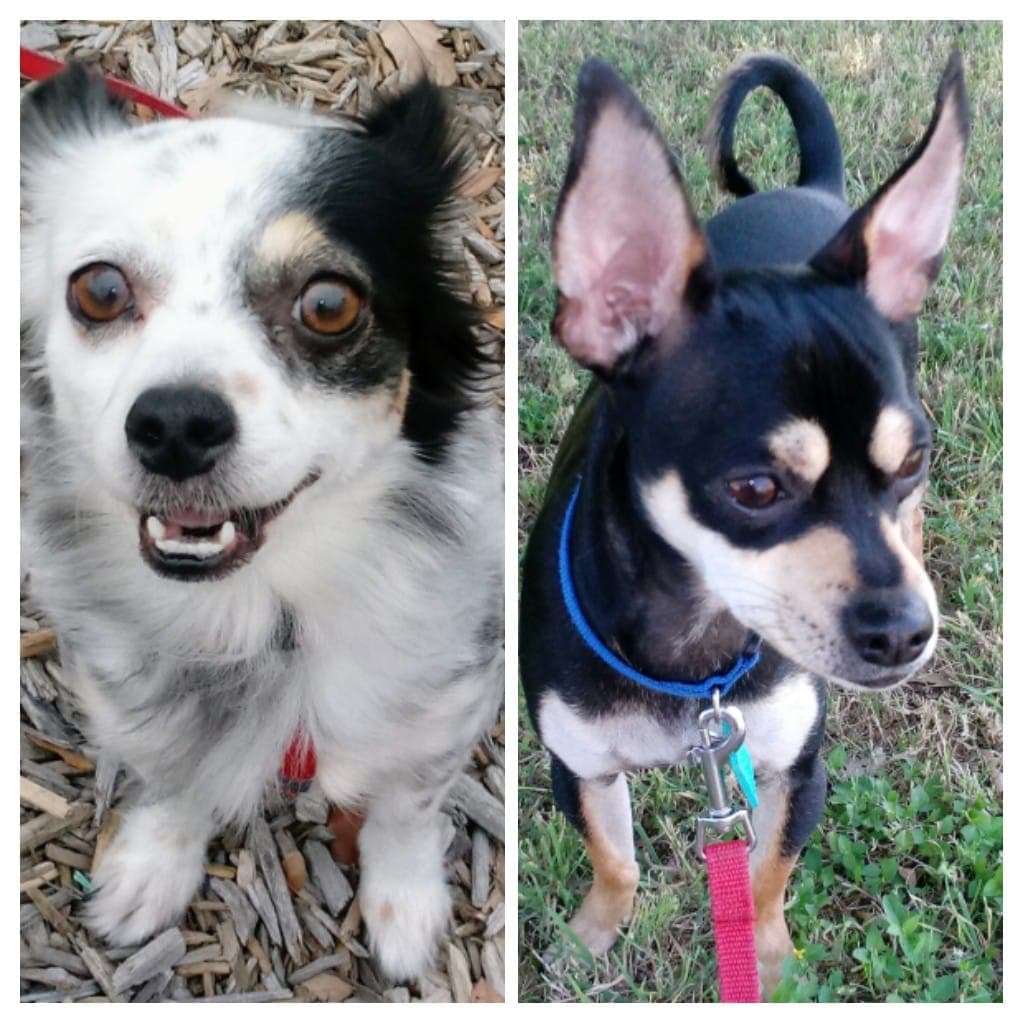 Los hijos perrunos de Isabel García.