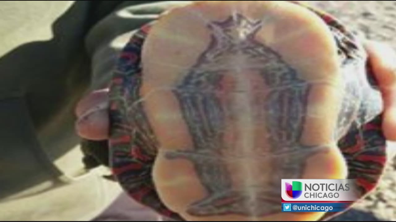 Pescadores aseguran haber encontrado imagen de la virgen en caparazón de tortuga