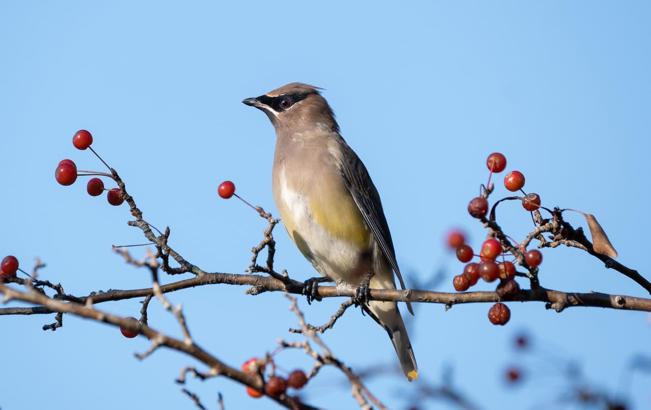 Cedar Waxwings: las aves que comen frutas fermentadas y se ponen ebrias
