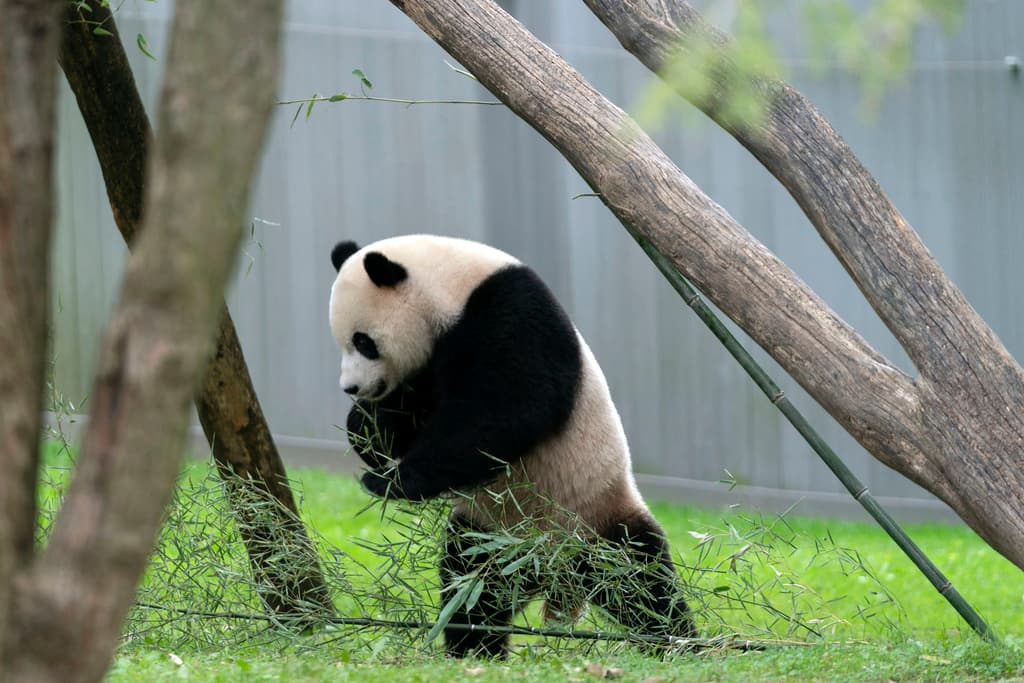 Los pandas del Zoológico Nacional Smithsonian se preparan para partir hacia China en un vuelo de 19 horas. Tian Tian, Mei Xiang y Xiao Qi Ji, tres de los pandas más queridos y reconocidos del zoológico, serán transportados en cajas especializadas que contienen bambú y juguetes, asegurando su comodidad durante el largo viaje de regreso a su país de origen.