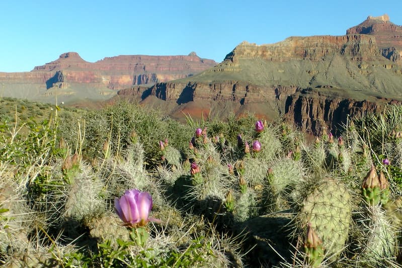Durante la caminata es común encontrarse con vida silvestre.