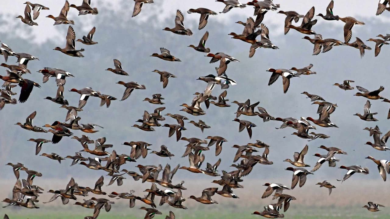Miles de aves llegan durante esta temporada a Texas debido a que las temperaturas y los recursos que les proveen los refugios naturales en el estado son óptimos para su reproducción.