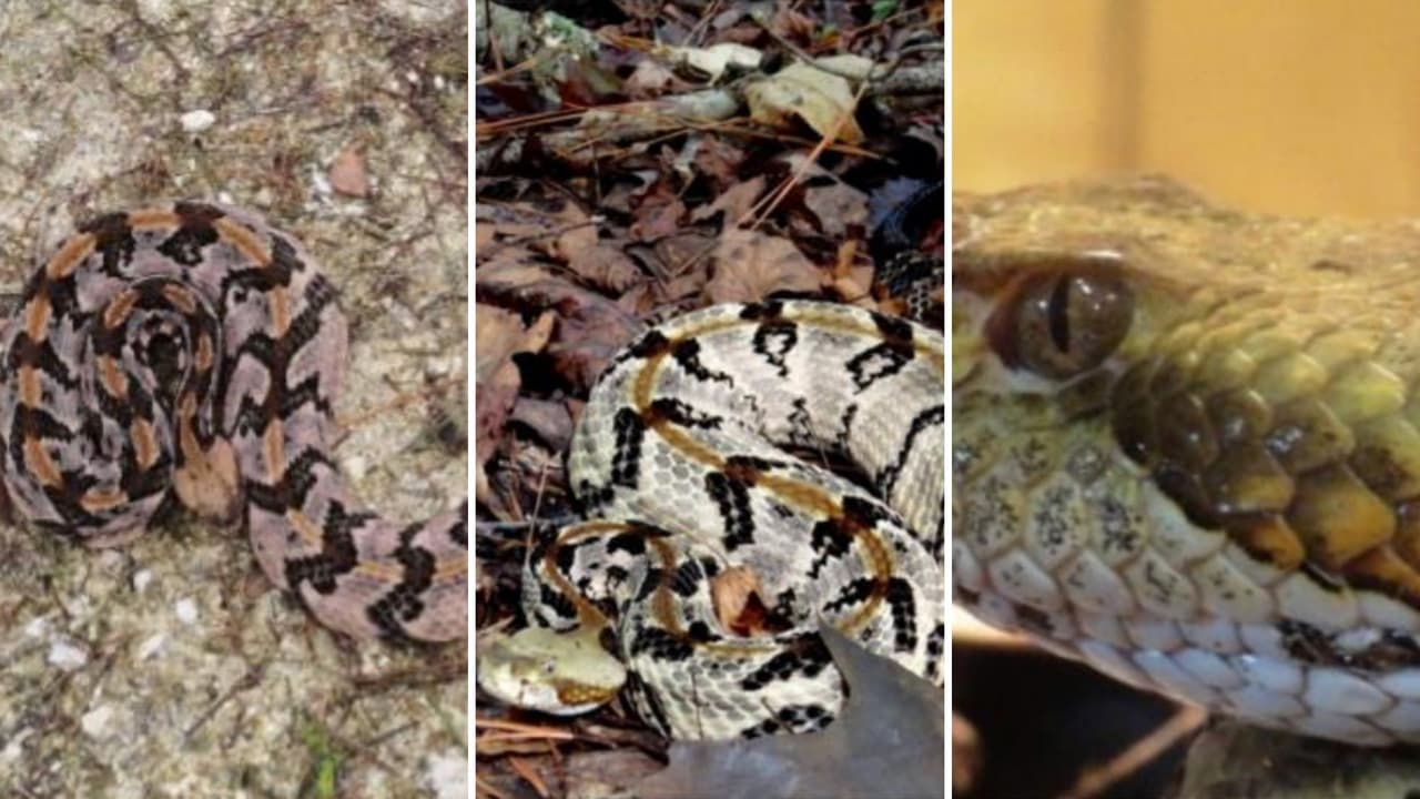 <h3 class="cms-H3-H3">Serpiente de cascabel de los bosques (Crotalus horridus)</h3>
<br>
<b>Venenosa</b>
<br>
<br>La serpiente de cascabel de los bosques
<b> es una serpiente grande y común.</b> Sin embargo, 
<b>es bastante tímida y evita el desarrollo y la interacción en la medida de lo posible.</b>
<br>
<br>El patrón general es una serie de monturas en forma de mariposa que se transforman en bandas redondeadas o de bordes duros que cruzan el lomo. 
<b>Puede haber o no una franja que va desde los ojos hasta la parte posterior de la mandíbula.</b> Las serpientes de cascabel de bosque jóvenes se parecen a los adultos, pero solo miden alrededor de 30 cm al nacer y son de color grisáceo. 
<br>
<br>
<b>La cola es completamente negra</b>, lo que le ha valido el nombre local de "Cola de Terciopelo". Al igual que otras especies de serpientes de cascabel, tienen cascabeles en la punta de la cola. 
<br>
<br>
<a href="https://georgiawildlife.com/sites/default/files/wrd/pdf/fact-sheets/Venomous%20Snakes%20-%20Timber%20Rattlesnake.pdf" target="_blank">Más información. </a>