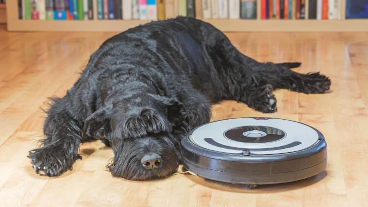 Cuando las temperaturas superen los 90 al exterior, lleva a tu mascota adentro en un lugar fresco. Para las mascotas al aire libre, asegúrate de proporcionarles mucho aire.