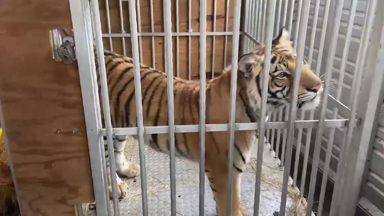 Linda McIngvale, esposa de Jim 'Mattress Mack' McInvgale ayudó a organizar la entrega del tigre