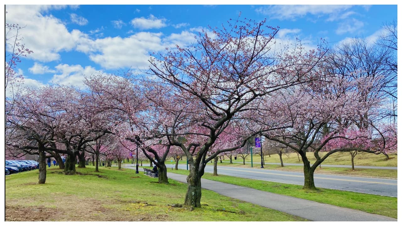 Cuando vayas a Branch Brook Park, ten en cuenta que, en los fines de semana de la primavera, 
<b>los visitantes pueden llegar a los 10,000</b>, por lo que quizás sea mejor que lo disfrutes entre semana.
<br>